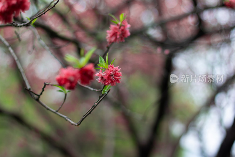 杭州西湖曲院风荷盛开的艳丽桃花特写