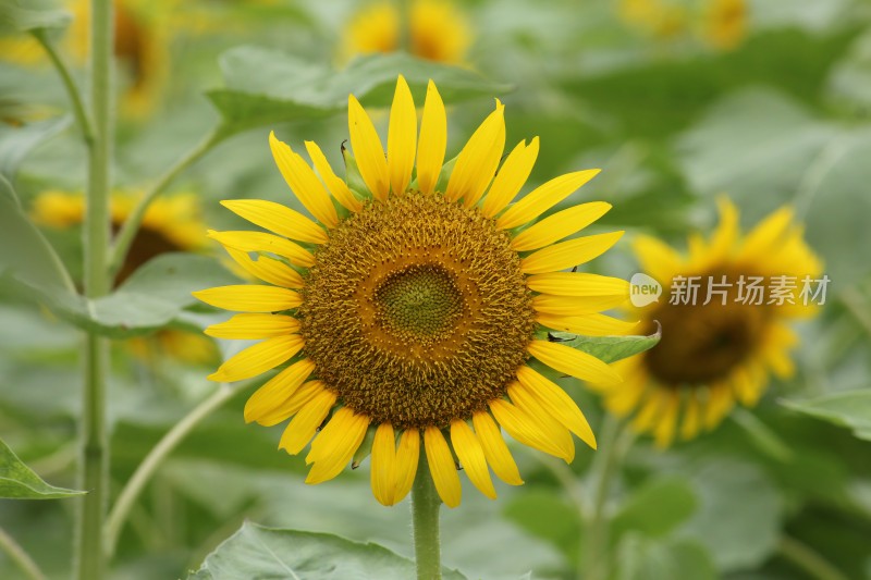 大片向日葵花田绿叶黄花生机勃勃