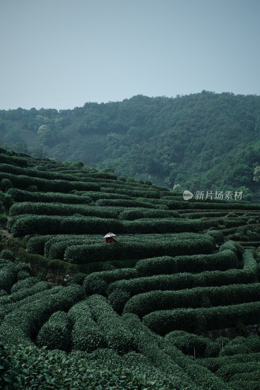 山坡上的大片茶园景观