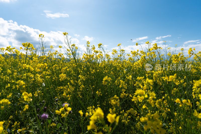 青海湖油菜花