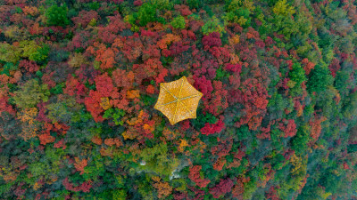 秋天霜降红叶立秋重阳节自然风景山脉森林