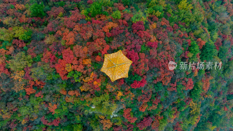 秋天霜降红叶立秋重阳节自然风景山脉森林