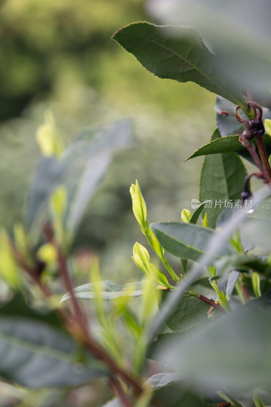 杭州龙井茶嫩绿春茶特写