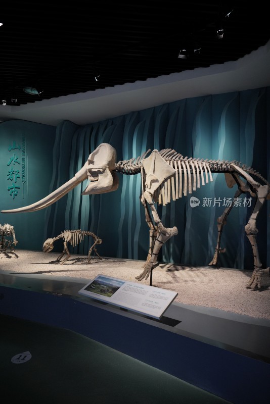 东方剑齿象骨骼化石标本