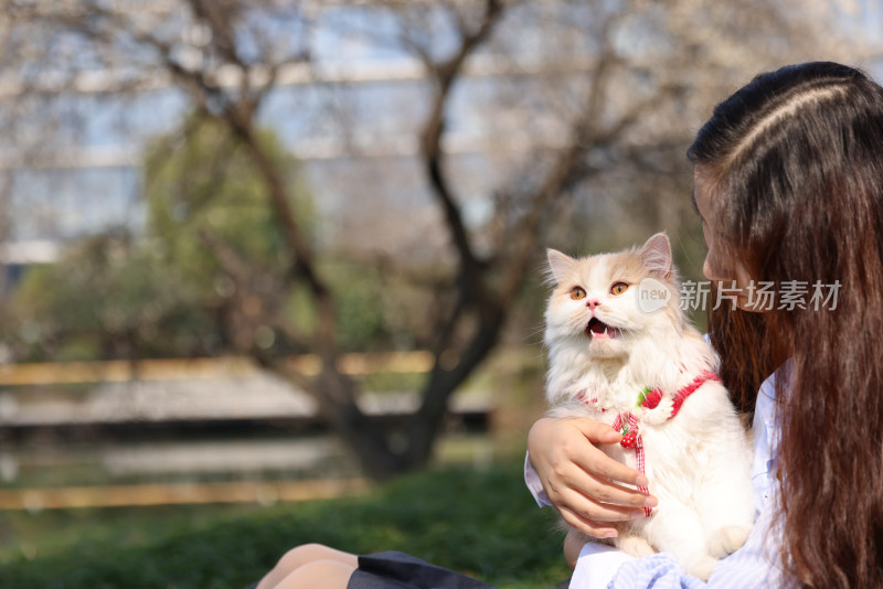 一个美女与宠物英国长毛猫的温馨互动