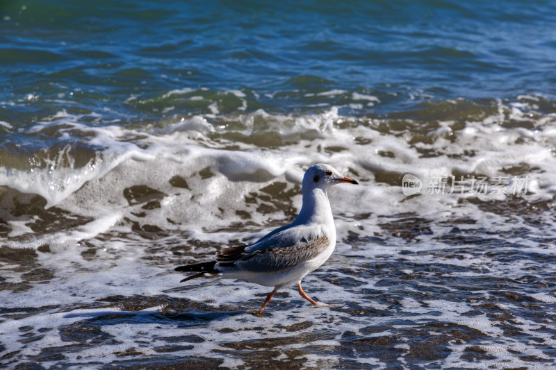 青海湖边在浪涛中漫步的海鸥