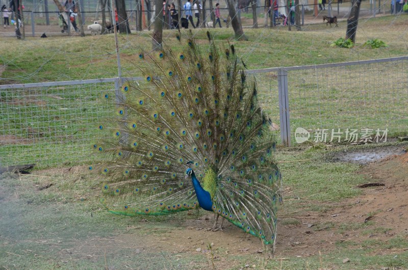 广东东莞：香市动物园孔雀开屏