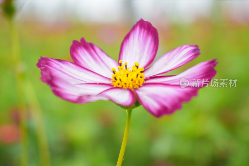 盛开的波斯菊百日草非洲菊格桑花