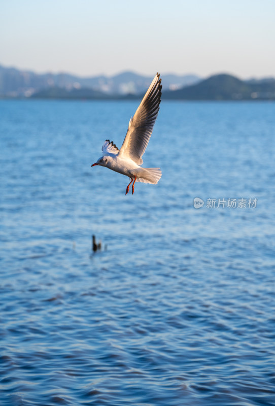 深圳湾海鸥在海面上方飞翔