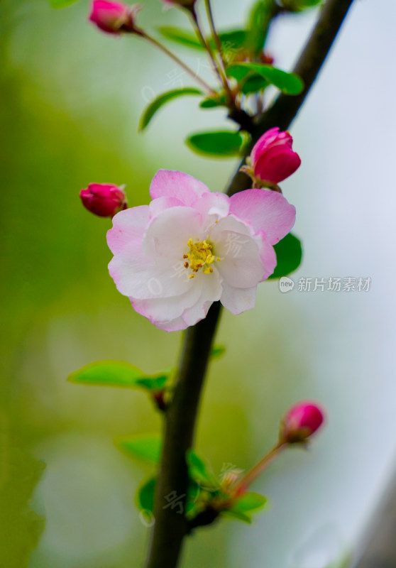 鲜花花朵花卉花树