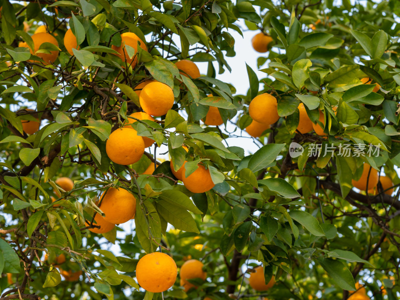 果树上成熟的柑橘