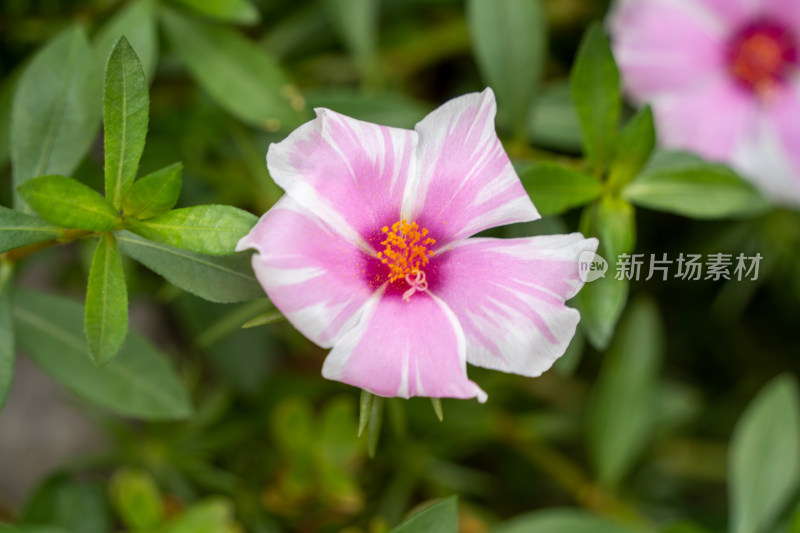 花朵/植物园/粉色的花/野花飘香