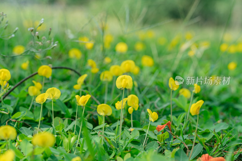 田间盛开的黄花蔓花生