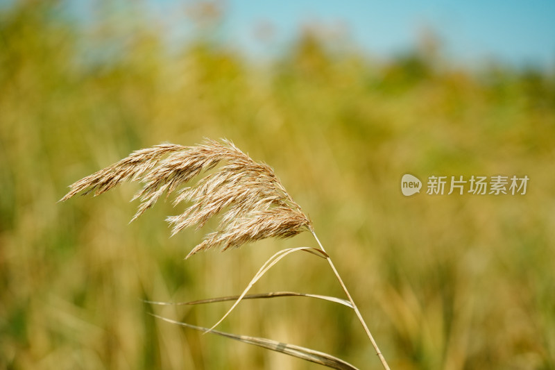 风吹芦苇