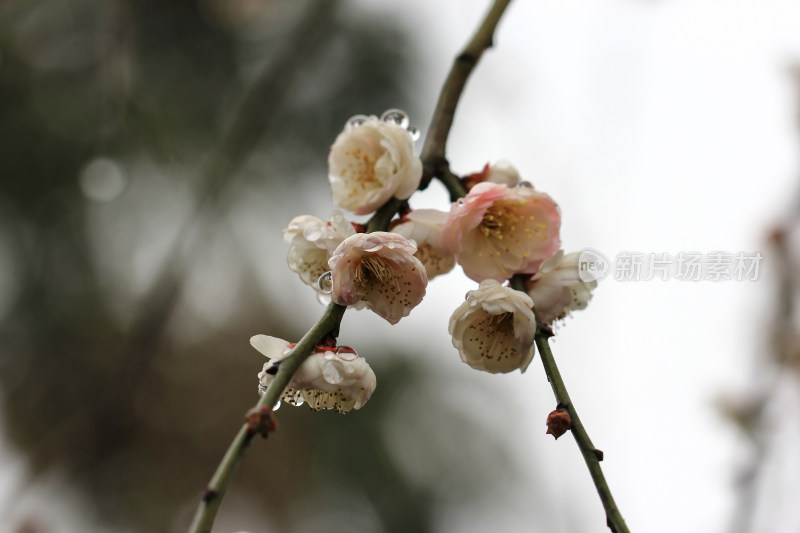 春天白色梅花盛开