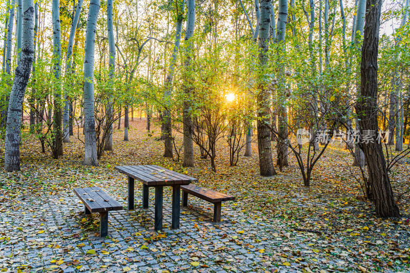 秋天树林木桌木椅上的落叶夕阳光束光影