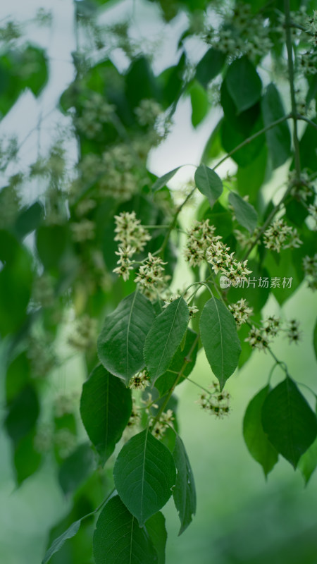 植物素材——白杜