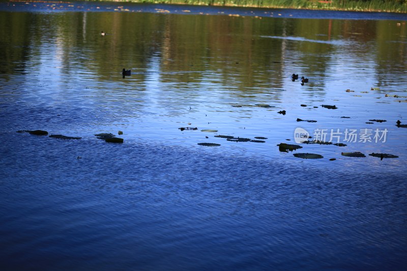 平静湖面漂浮荷叶与游鸭