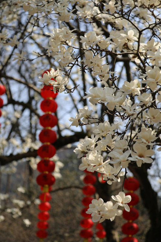 中国杭州法喜寺树龄500年的白玉兰