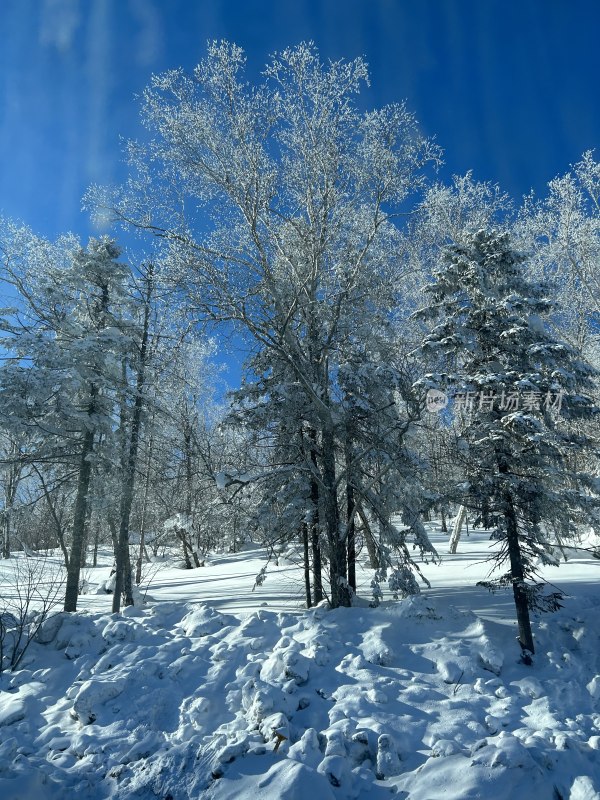 冬日雪覆盖树林景观