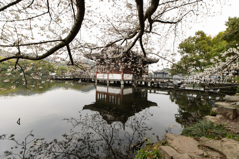 中国杭州西湖曲苑风荷芙蓉水渠樱花开了