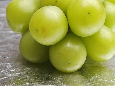 青葡萄特写果实饱满呈现新鲜状态