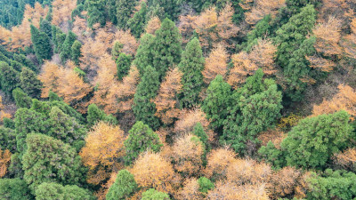 秋天枯黄树枝树叶南岳衡山