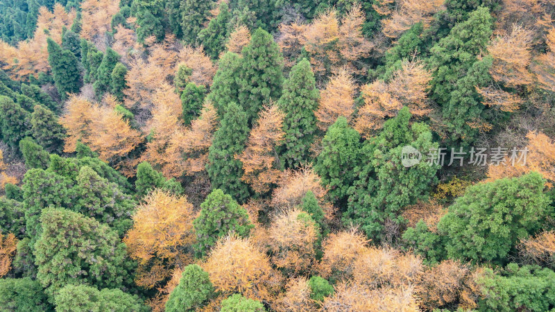秋天枯黄树枝树叶南岳衡山