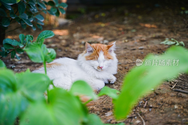 一只猫躺在草地上