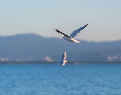 深圳湾海鸥在海面上方飞翔