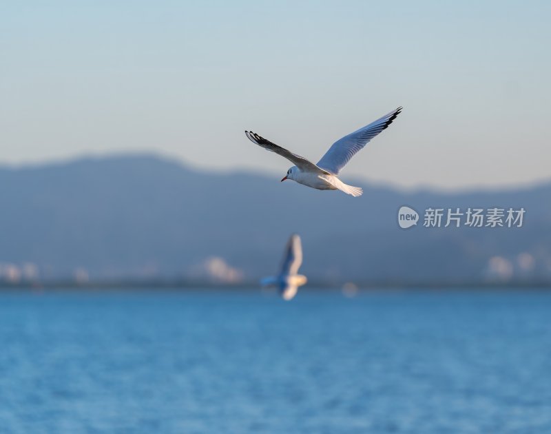 深圳湾海鸥在海面上方飞翔