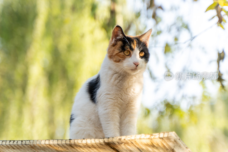 三色花猫在户外木板上的特写