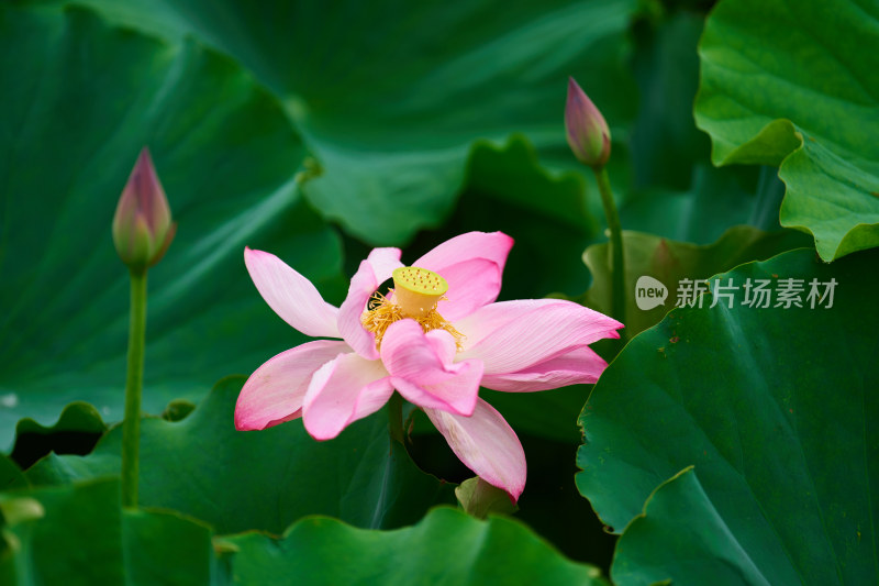 池塘中的荷花