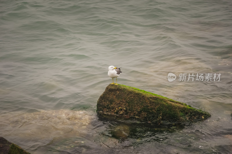 礁石上的海鸥