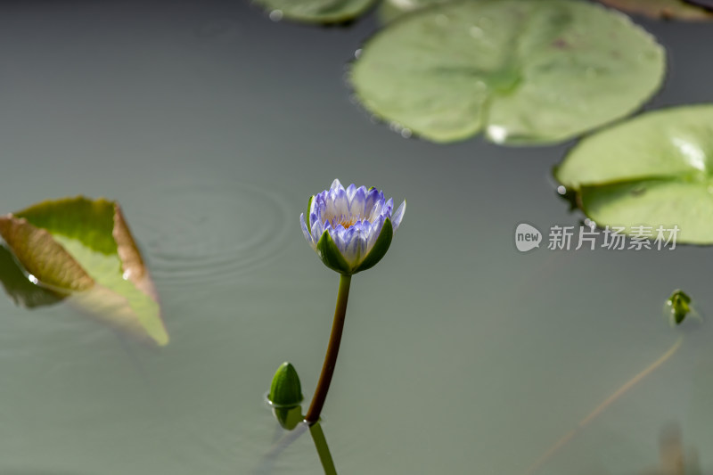 植物园睡莲特写