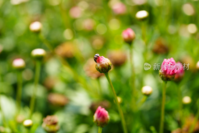 瓢虫与雏菊