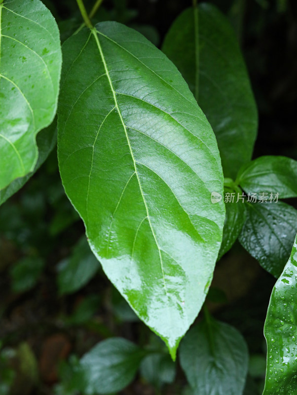 春天绿色的树叶叶子和雨滴水滴露水