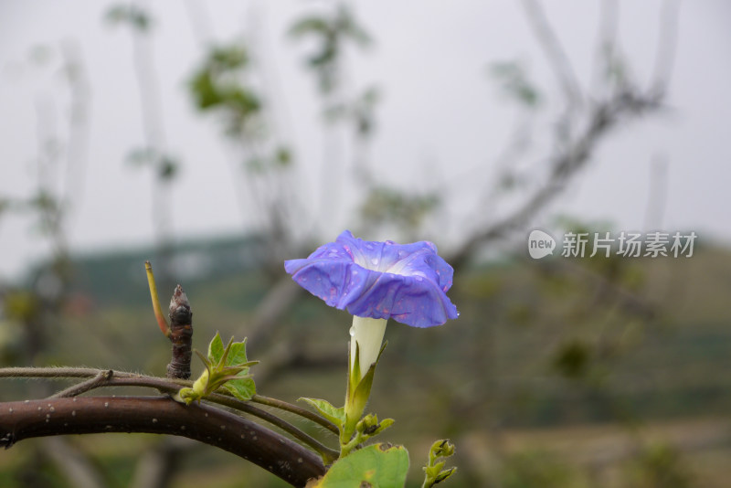 牵牛花特写