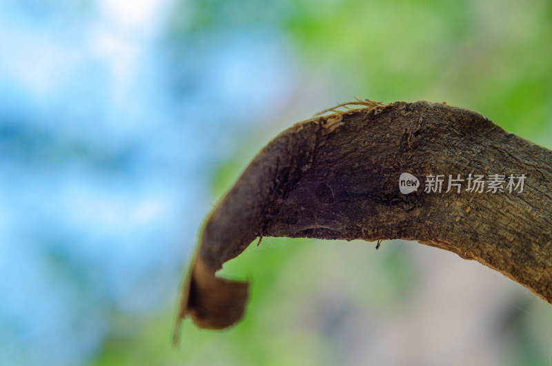 植物枝干微距特写