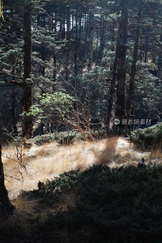 云南大理苍山洗马潭景区