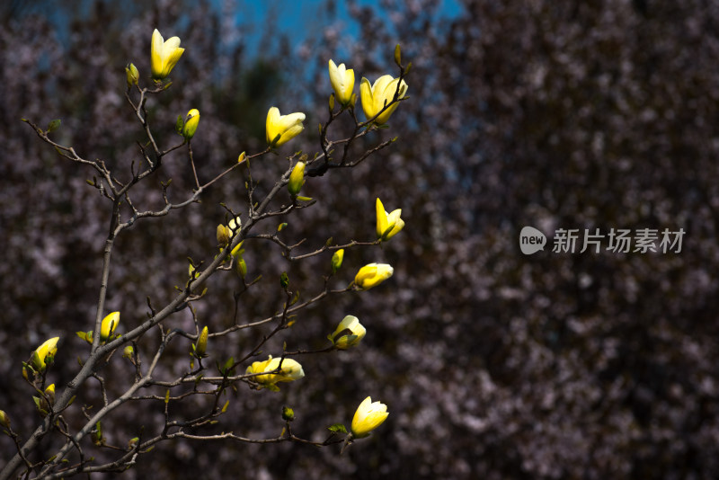 黄色玉兰花特写