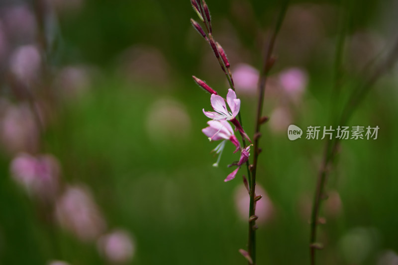 五彩斑斓的花卉