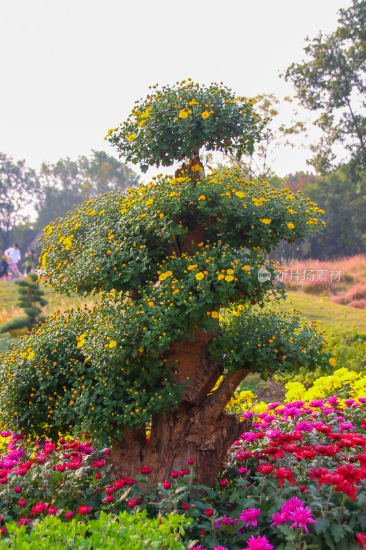 菊花盆景