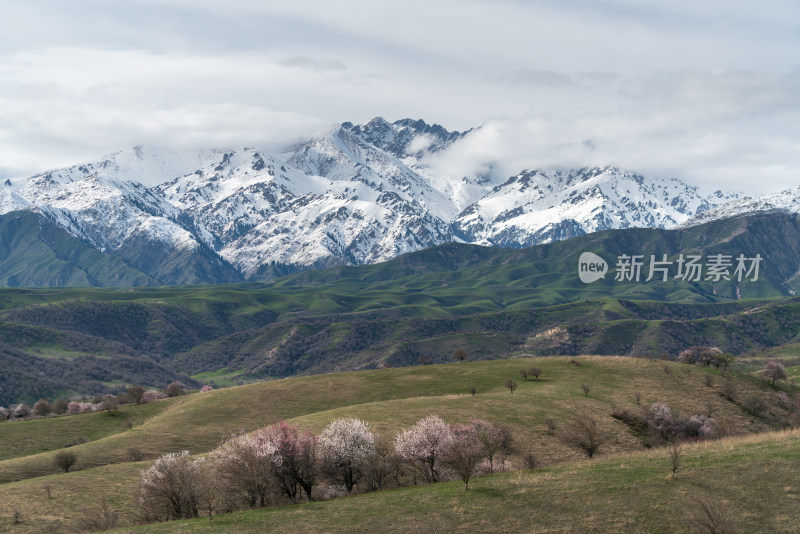 新疆雪山下草地树木的自然风光