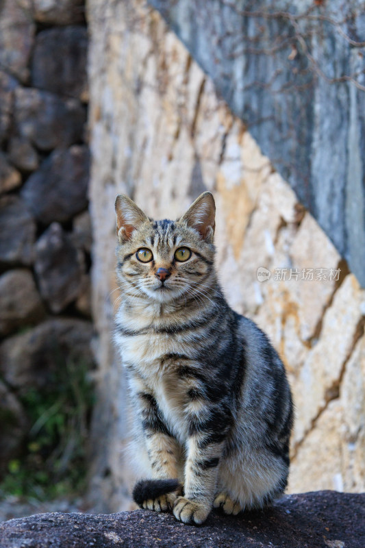 石墙旁的狸花猫