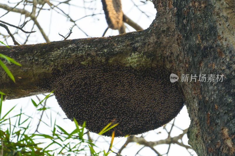 树干上马蜂的蜂巢