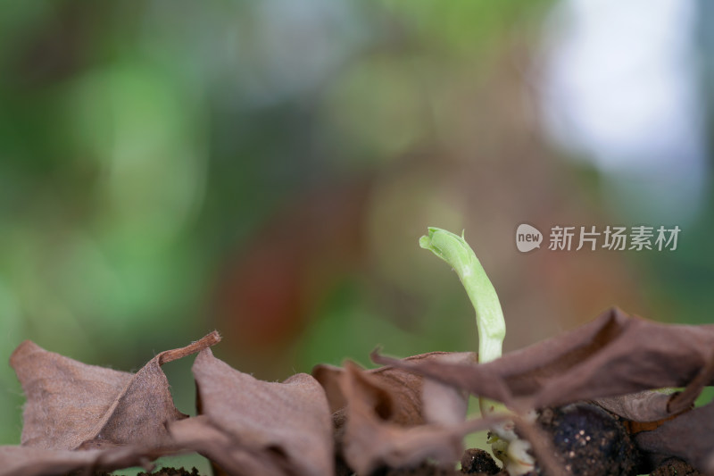 放在土壤上一颗发芽的种子