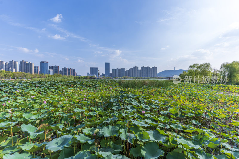 武汉江夏中央大公园风景