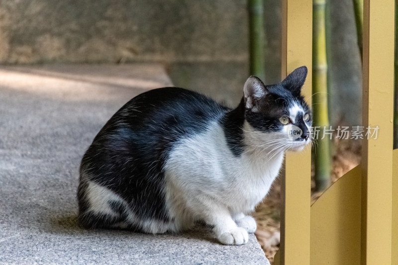 流浪小猫