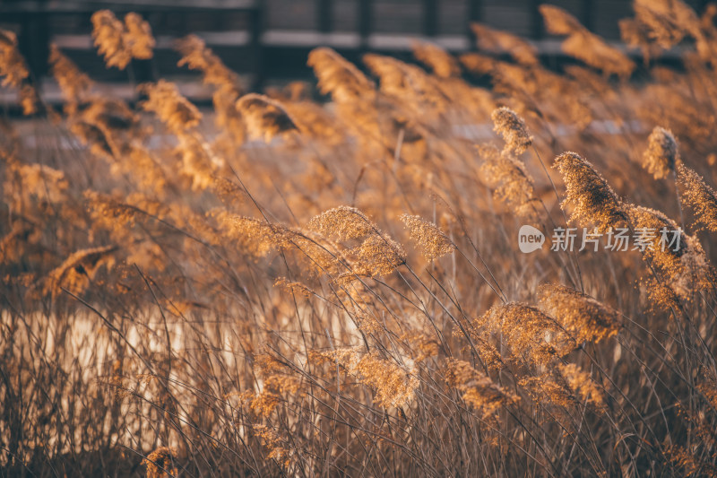 冬季湿地公园落日中的芦苇